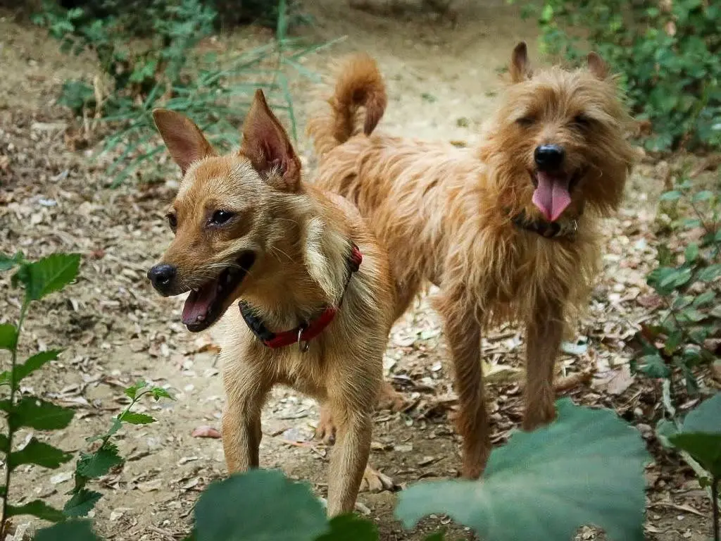 Adozione cane, maschio, Razza sconosciuta Razza sconosciuta, 3 anni e 4 mesi, taglia piccola, Trapani