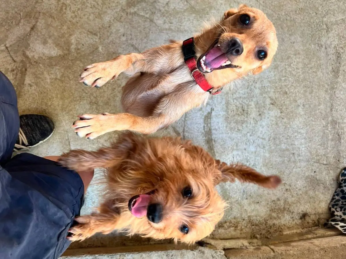 Adotta il cane Bingo e Kira a Trapani
