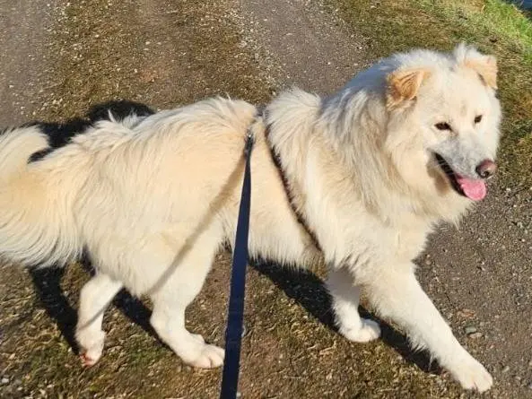 Adotta un cane, maschio, 3 anni e 8 mesi, Novara
