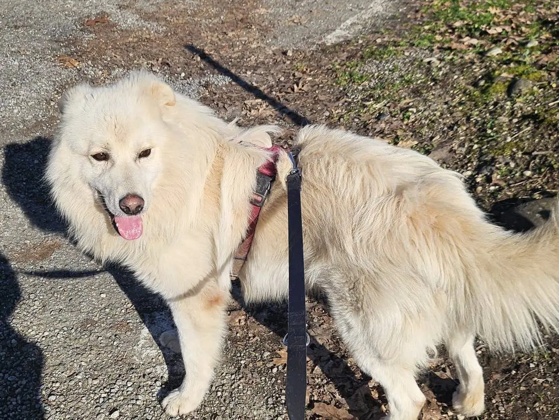 Adozione cane, maschio, Razza sconosciuta Razza sconosciuta, 3 anni e 8 mesi, taglia media, Novara