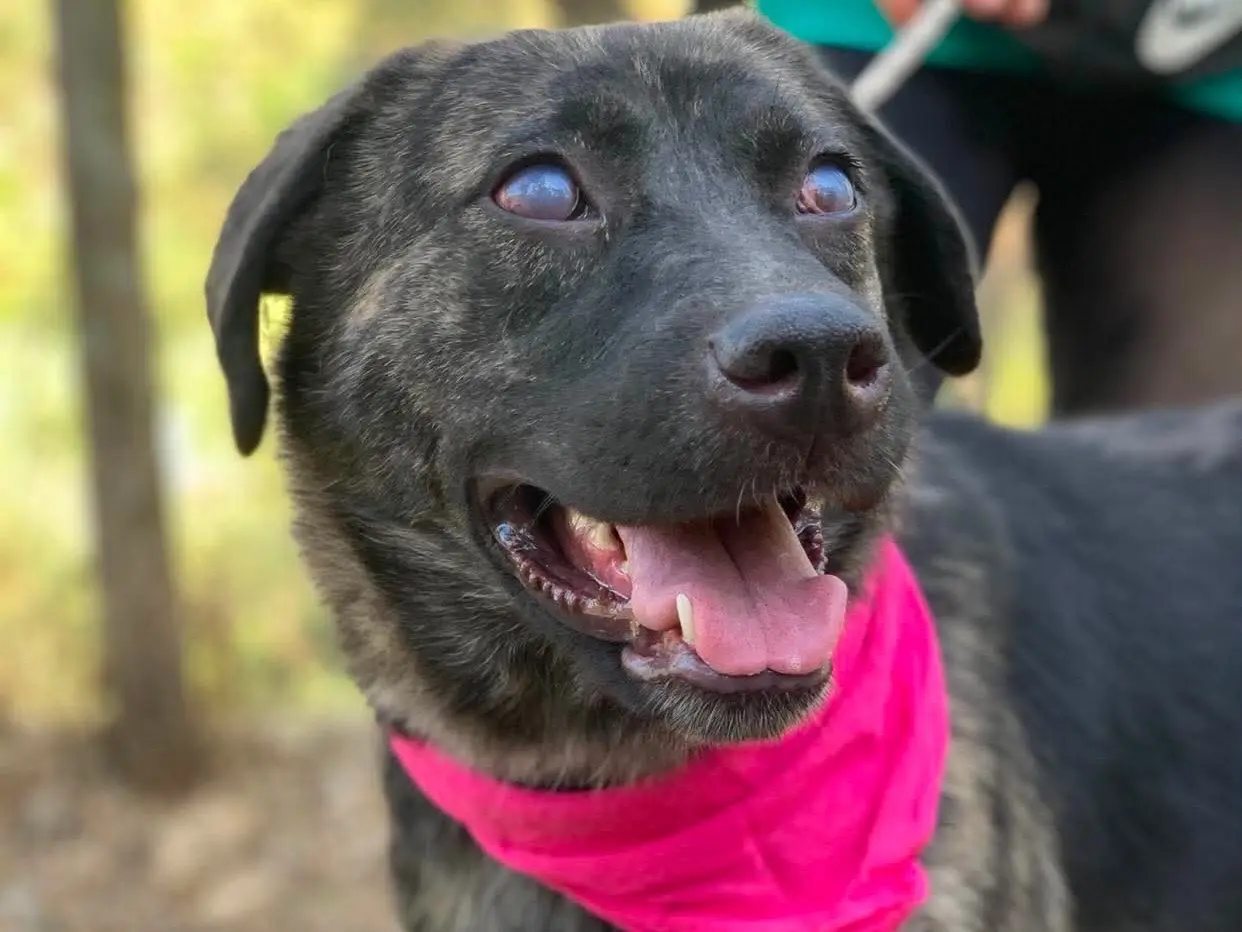 Adotta un cane, femmina, 4 anni e 4 mesi, Latina