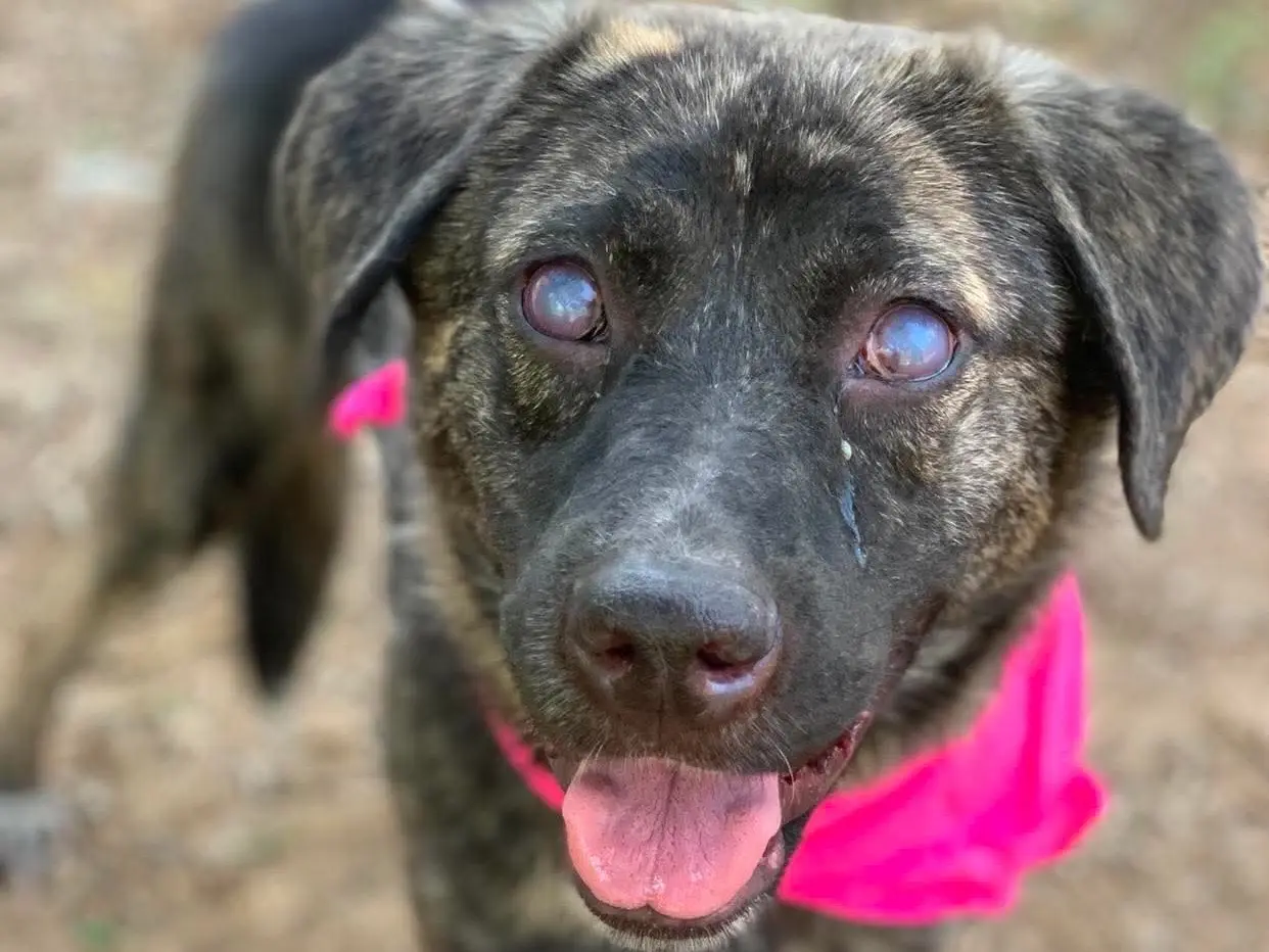 Adozione cane, femmina, Razza sconosciuta Razza sconosciuta, 4 anni e 4 mesi, taglia media, Latina