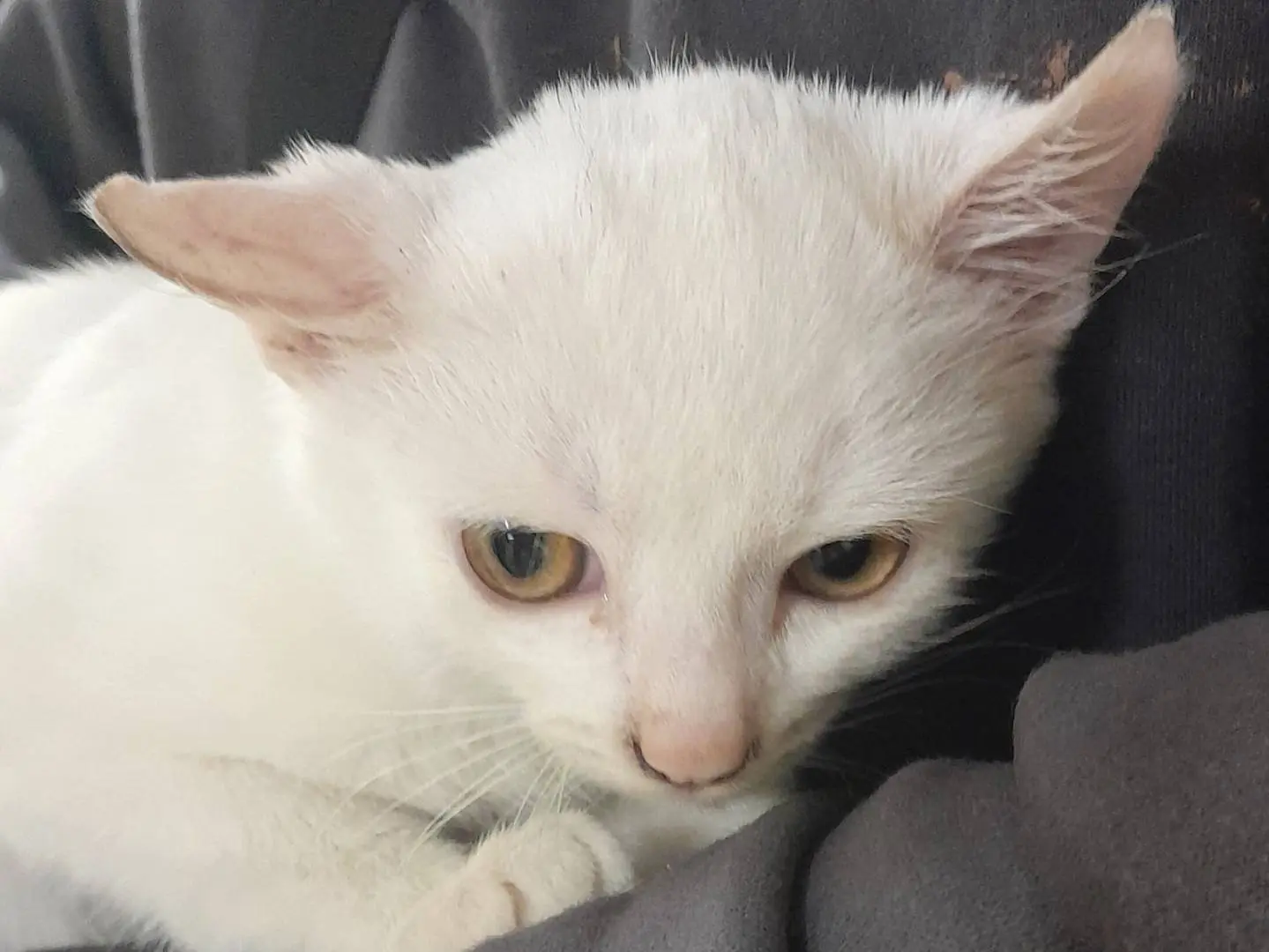 Adozione gatto, maschio, Razza sconosciuta Razza sconosciuta, 3 mesi, taglia non valida, Ravenna