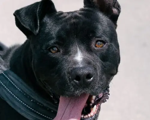 Adozione cane, maschio, Pitbull, 4 anni e 9 mesi, taglia grande, Bari
