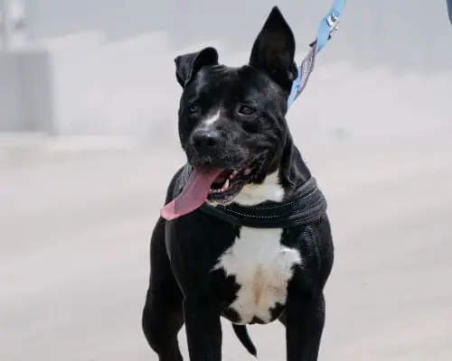 Adotta un cane, maschio, 4 anni e 9 mesi, Bari