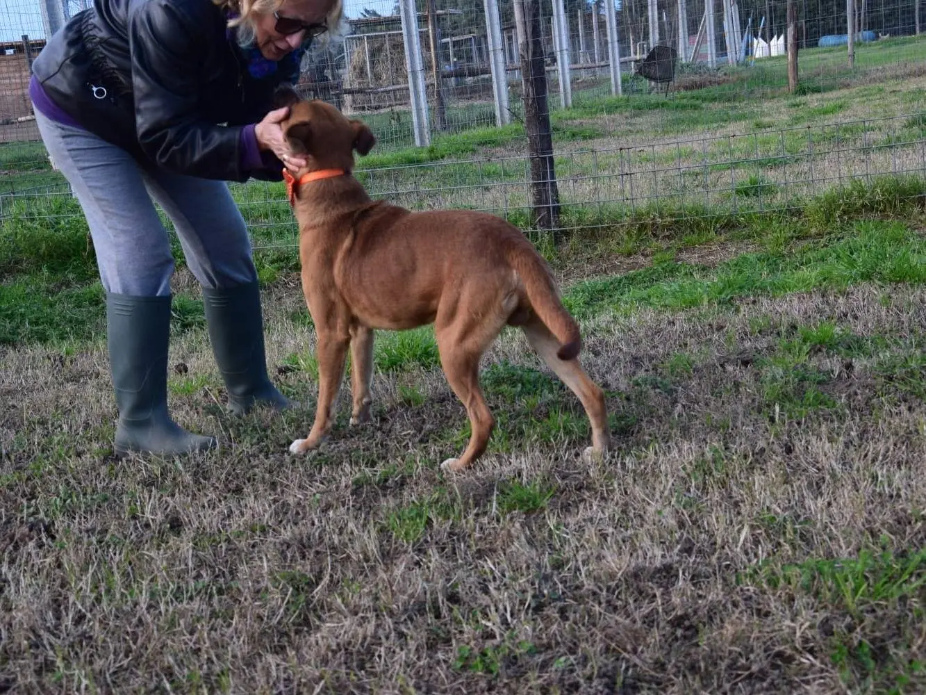 Adotta il cane Frisbee a Caserta