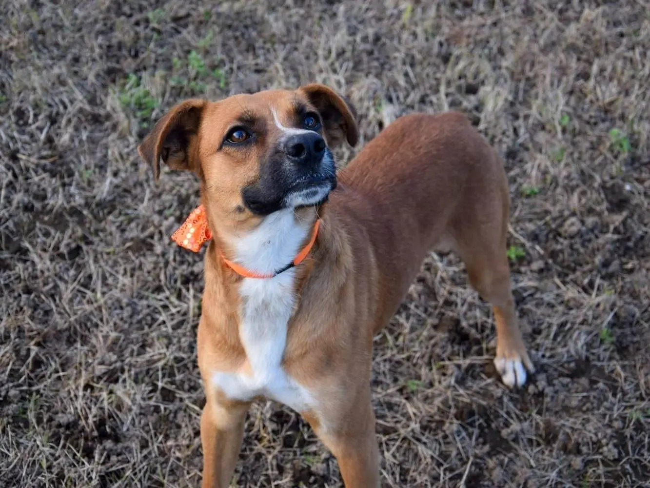 Adozione cane, maschio, meticcio, 4 anni e 5 mesi, taglia media, Caserta