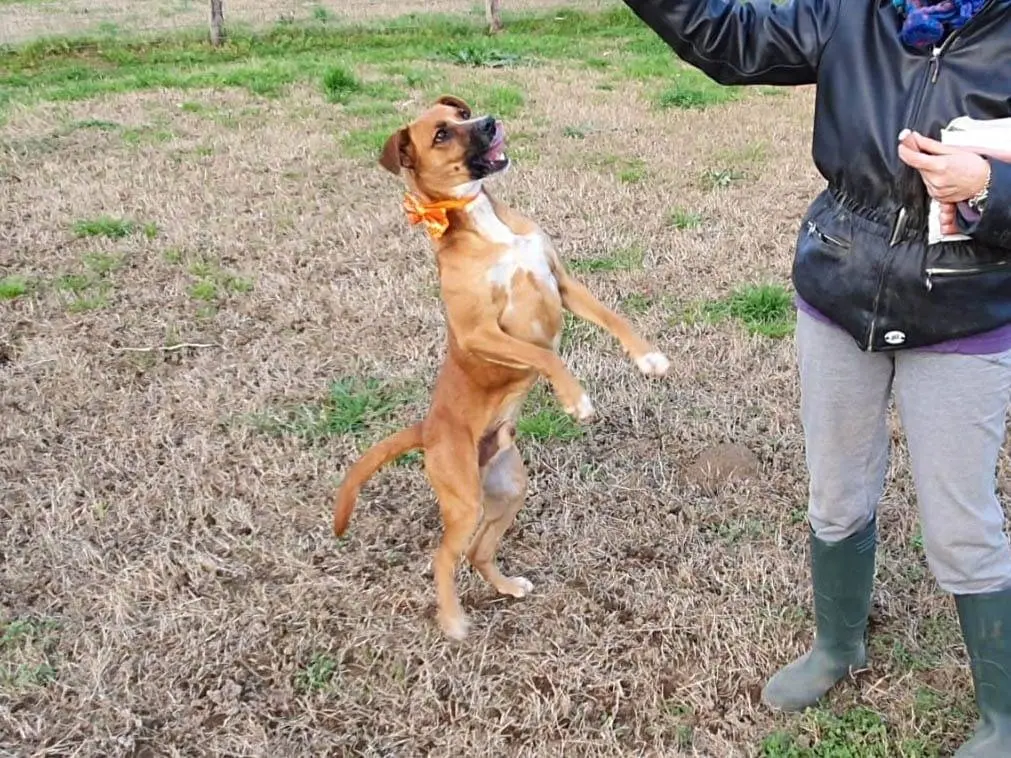 Vuoi adottare un cane a Caserta?