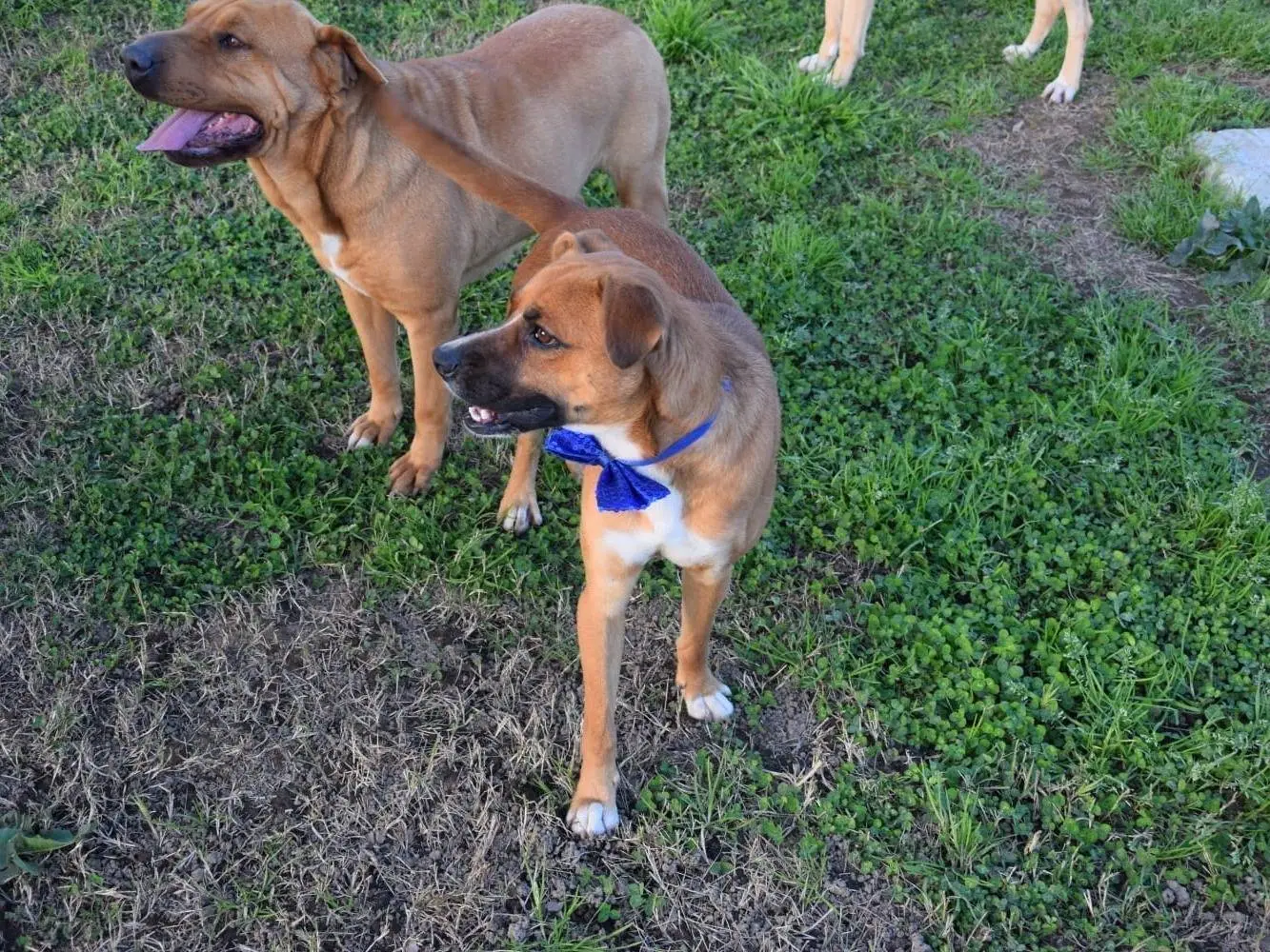 Adotta un cane, maschio, 4 anni e 5 mesi, Caserta