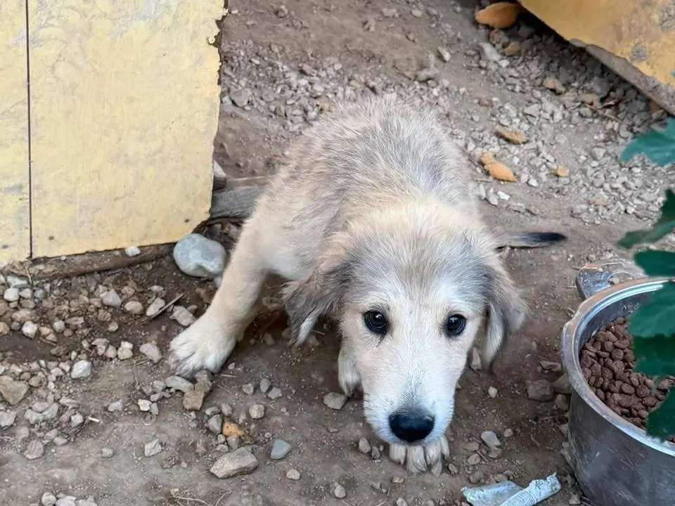 Adotta un cane, femmina, 4 mesi, Udine