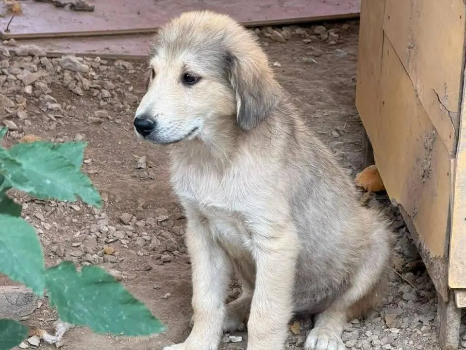 Adotta un cane, taglia grande, femmina, Udine