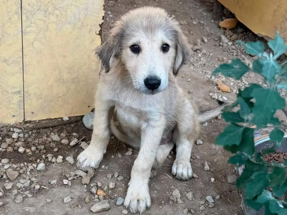Adozione cane, femmina, Razza sconosciuta Razza sconosciuta, 4 mesi, taglia grande, Udine