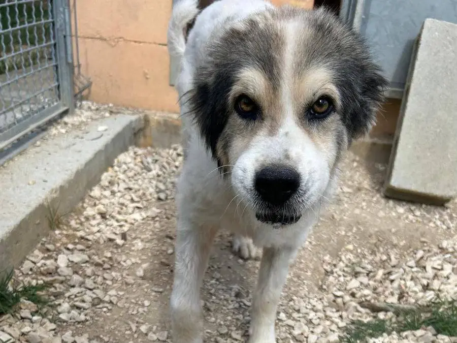 Adozione cane, maschio, Razza sconosciuta Razza sconosciuta, 13 anni e 2 mesi, taglia media, Matera