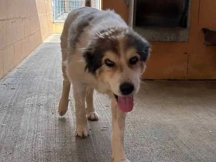 Adotta un cane, taglia media, maschio, Matera