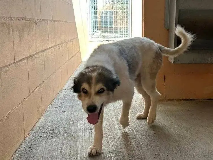 Adotta un cane, maschio, 13 anni e 2 mesi, Matera