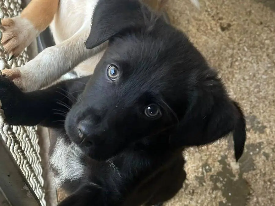Adozione cane, maschio, Razza sconosciuta Razza sconosciuta, 10 mesi, taglia media, Trapani