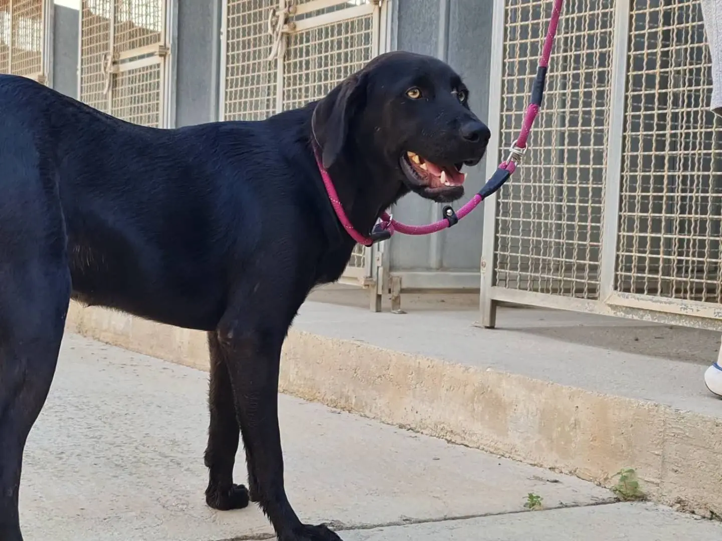 Vuoi adottare un cane a Trapani?