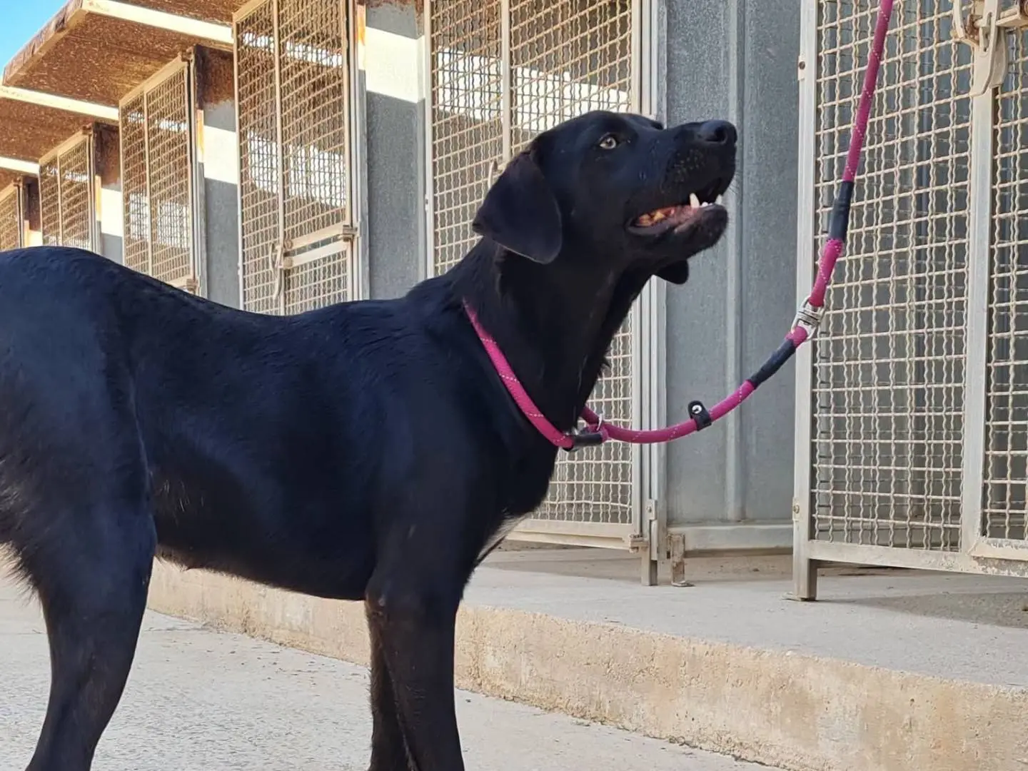 Adotta il cane Leonard a Trapani