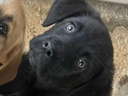 Adotta un cane, maschio, 10 mesi, Trapani