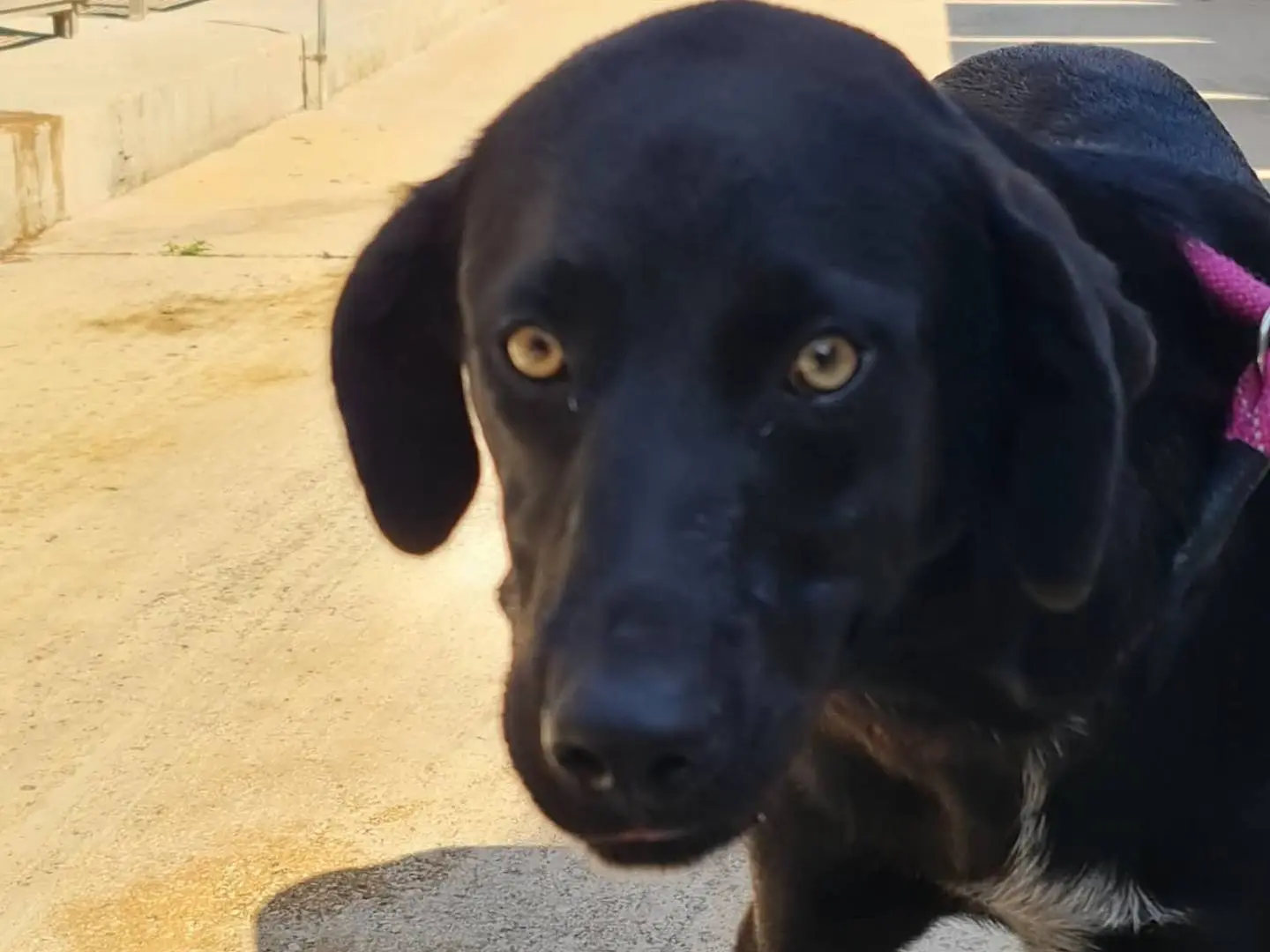Adotta un cane, taglia media, maschio, Trapani