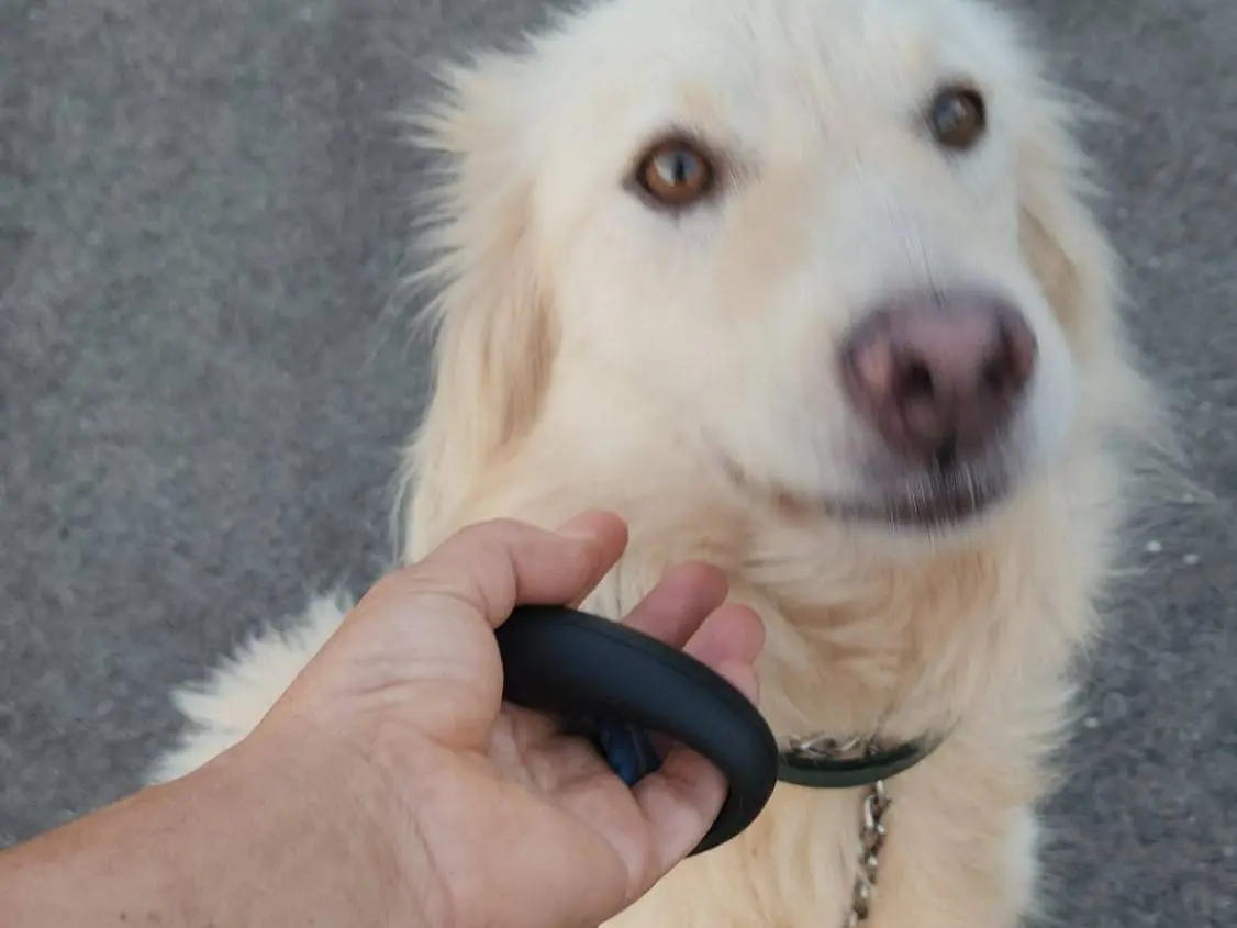 Adotta un cane, femmina, 3 anni e 1 mese, Cosenza