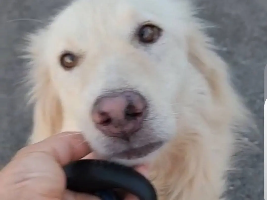 Adotta il cane Vera a Cosenza