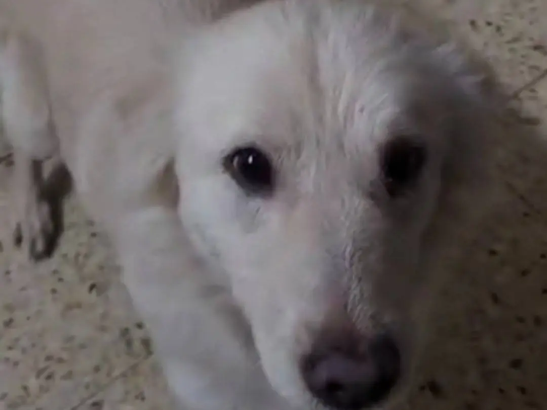 Vuoi adottare un cane a Cosenza?