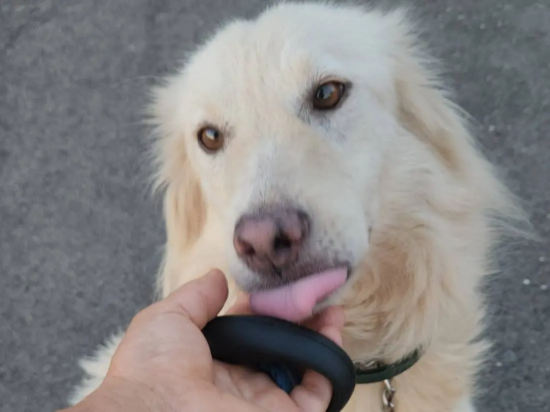 Adozione cane, femmina, Razza sconosciuta Razza sconosciuta, 3 anni e 1 mese, taglia media, Cosenza