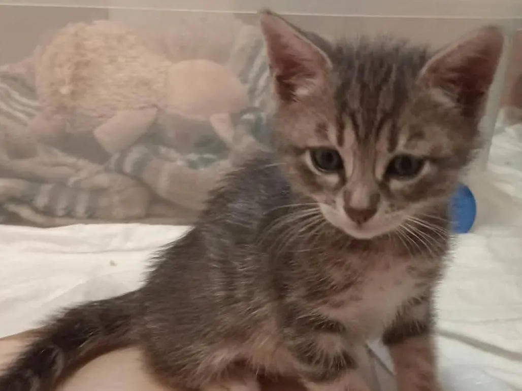 Adotta un gatto, maschio, 2 mesi, Roma