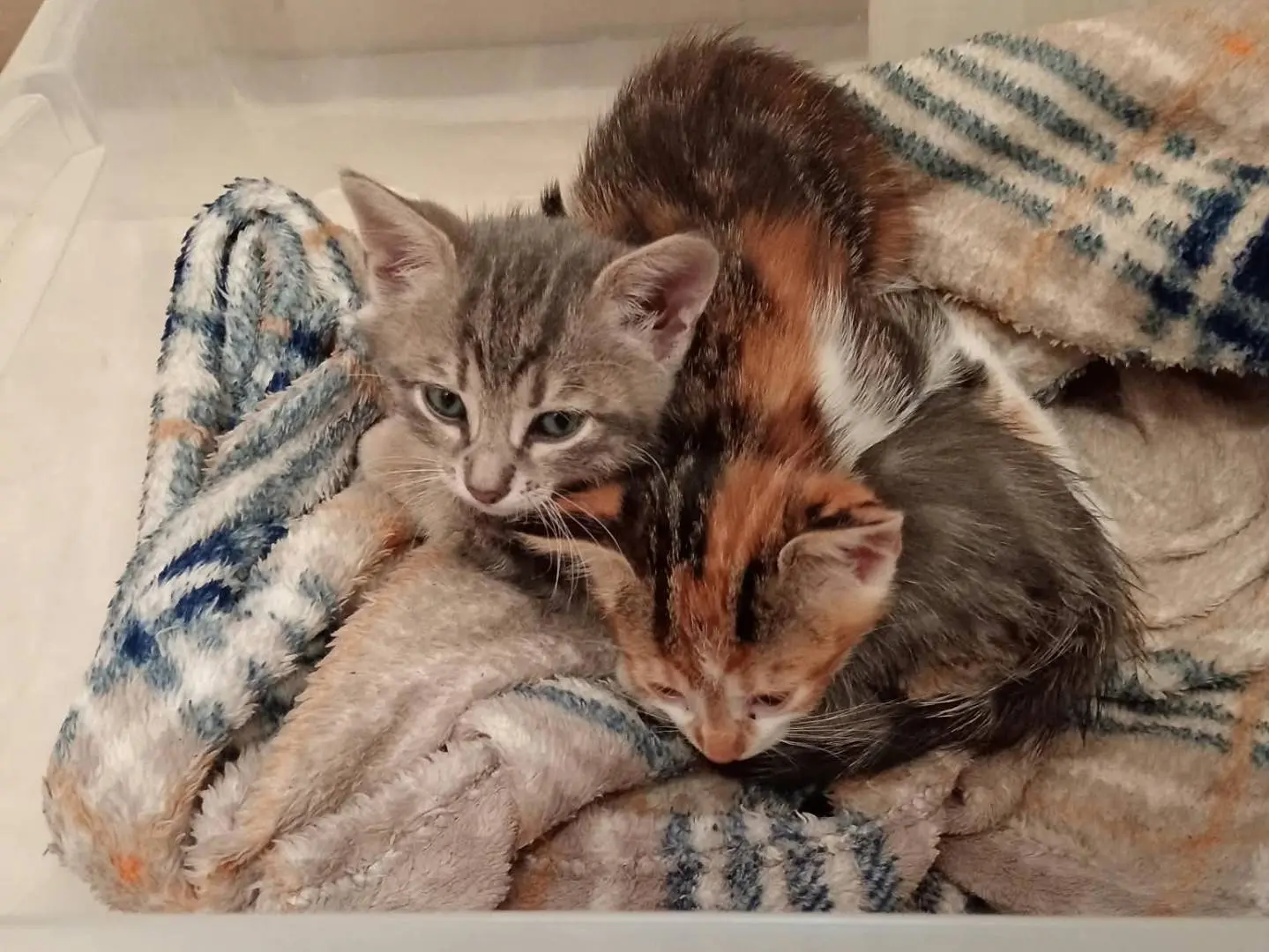 Adozione gatto, maschio, Razza sconosciuta Razza sconosciuta, 2 mesi, taglia non valida, Roma