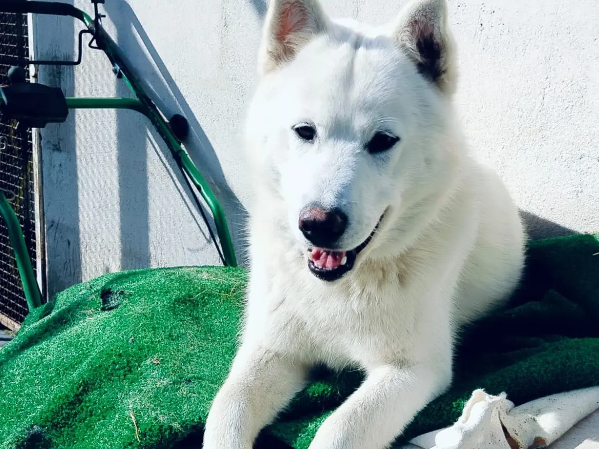 Adozione cane, maschio, Siberian Husky Razza sconosciuta, 1 anno e 8 mesi, taglia media, Avellino