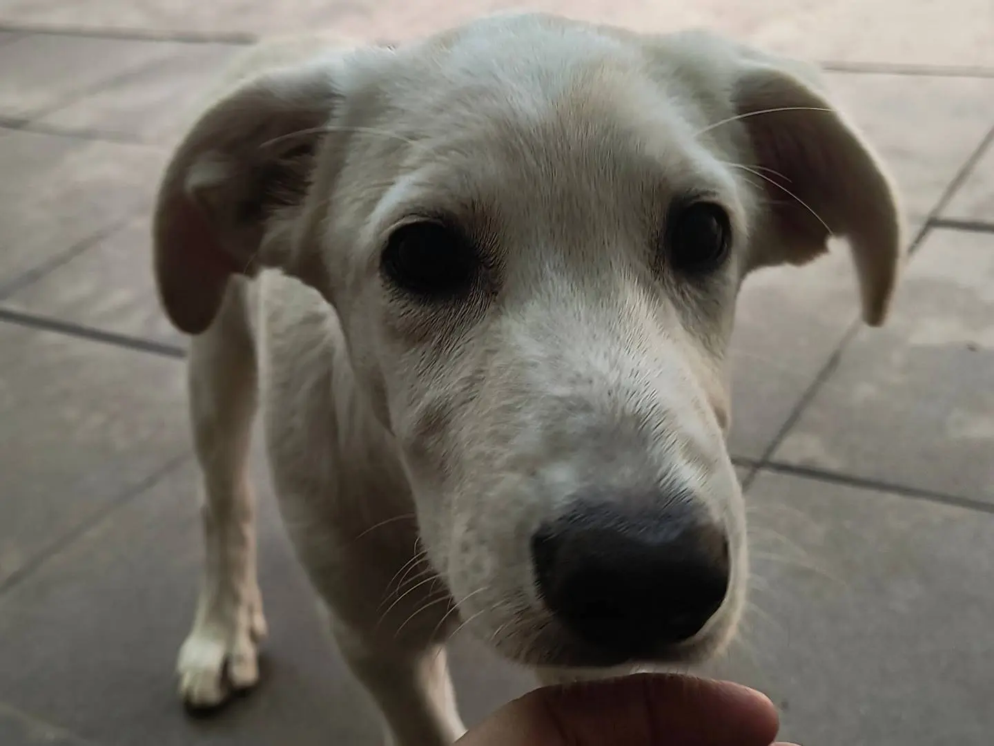 Vuoi adottare un cane a Milano?