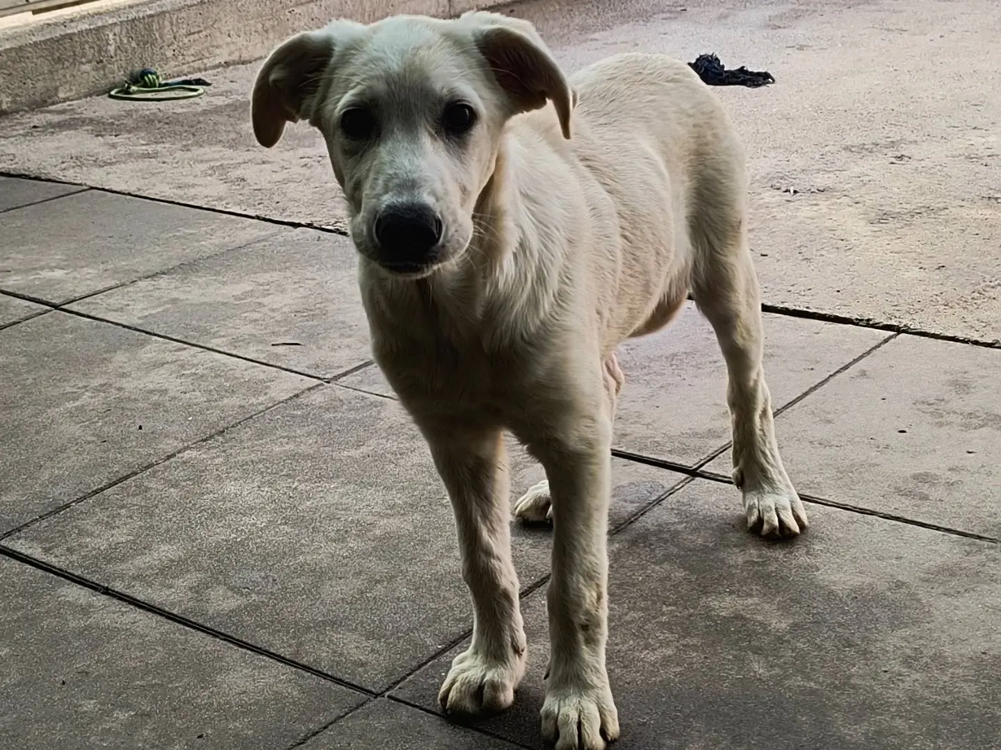 Adotta un cane, femmina, 4 mesi, Milano