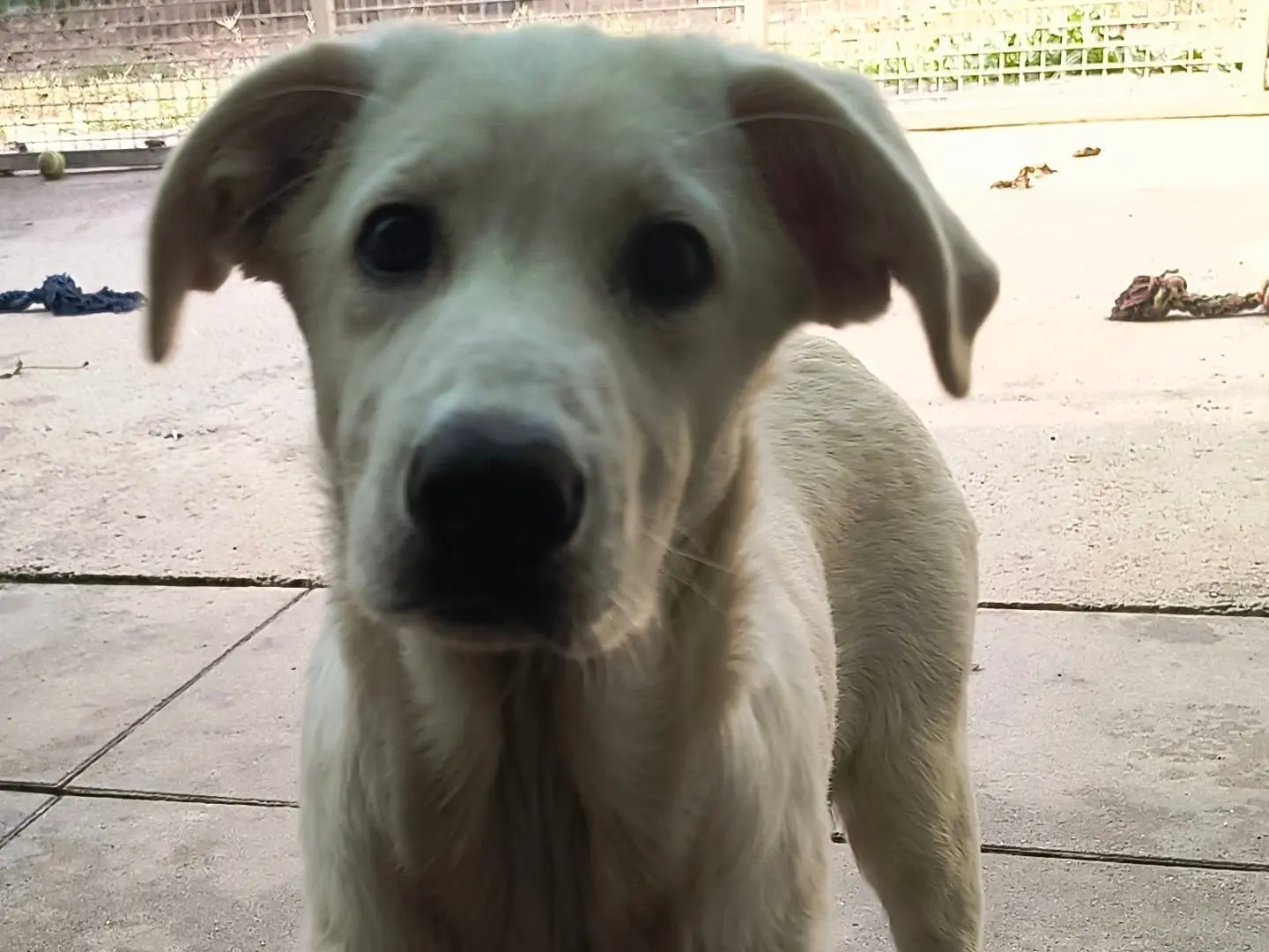 Adotta il cane Chiara a Milano