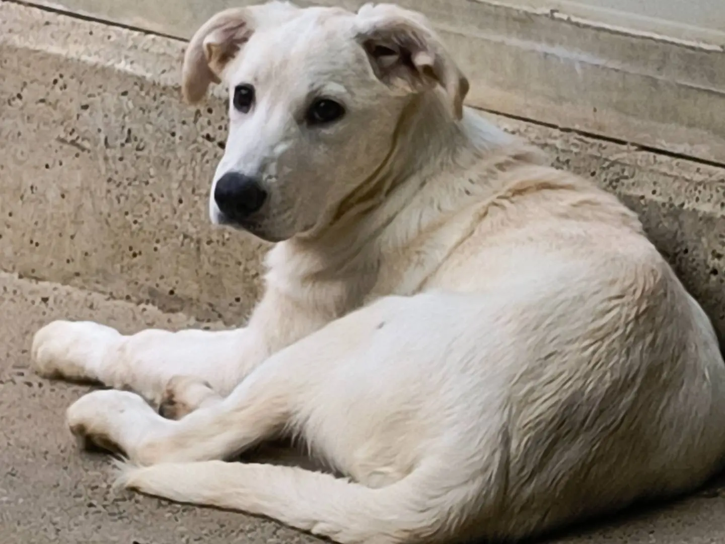 Adozione cane, femmina, Razza sconosciuta Razza sconosciuta, 4 mesi, taglia media, Milano