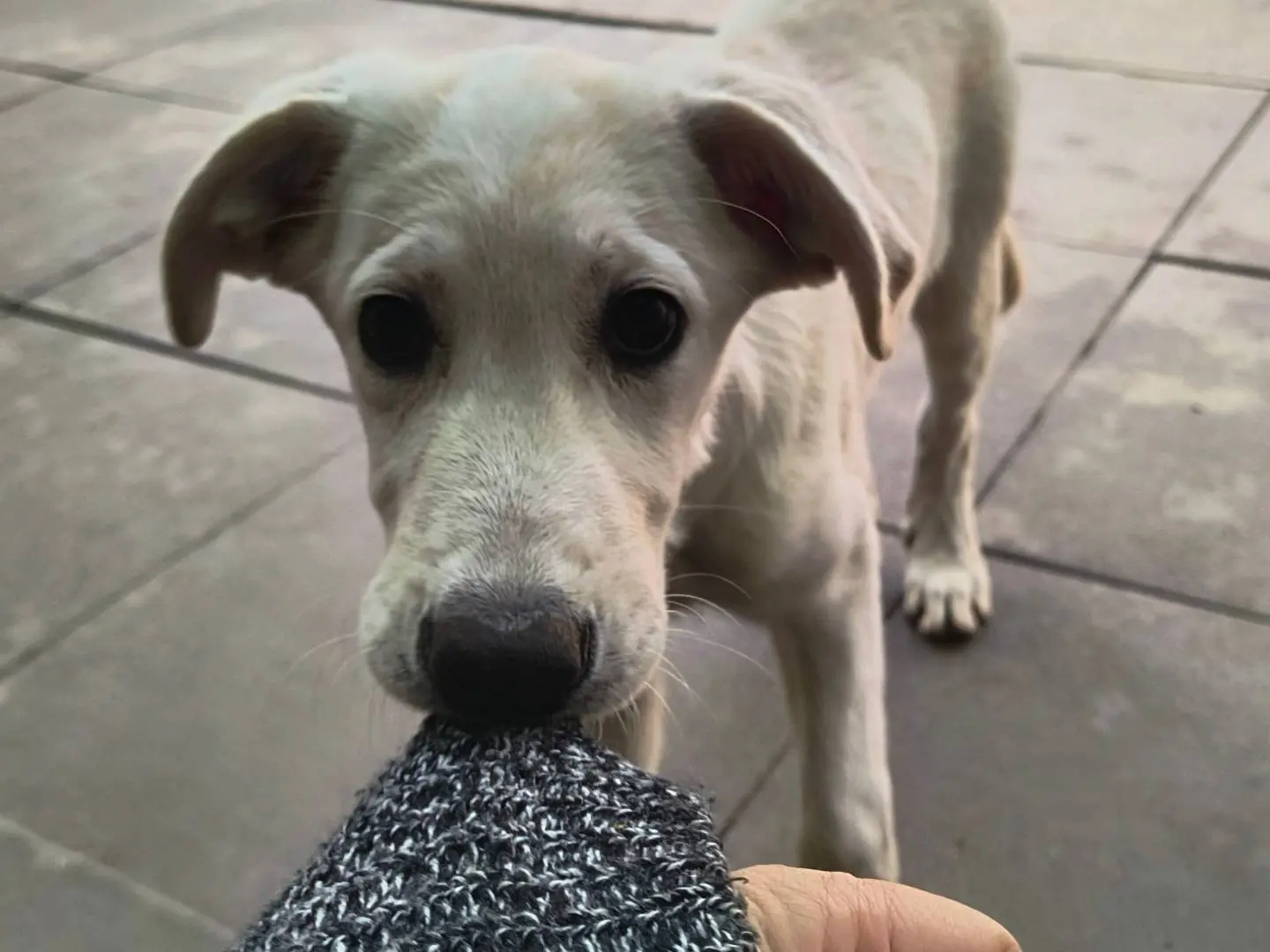 Adotta un cane, taglia media, femmina, Milano
