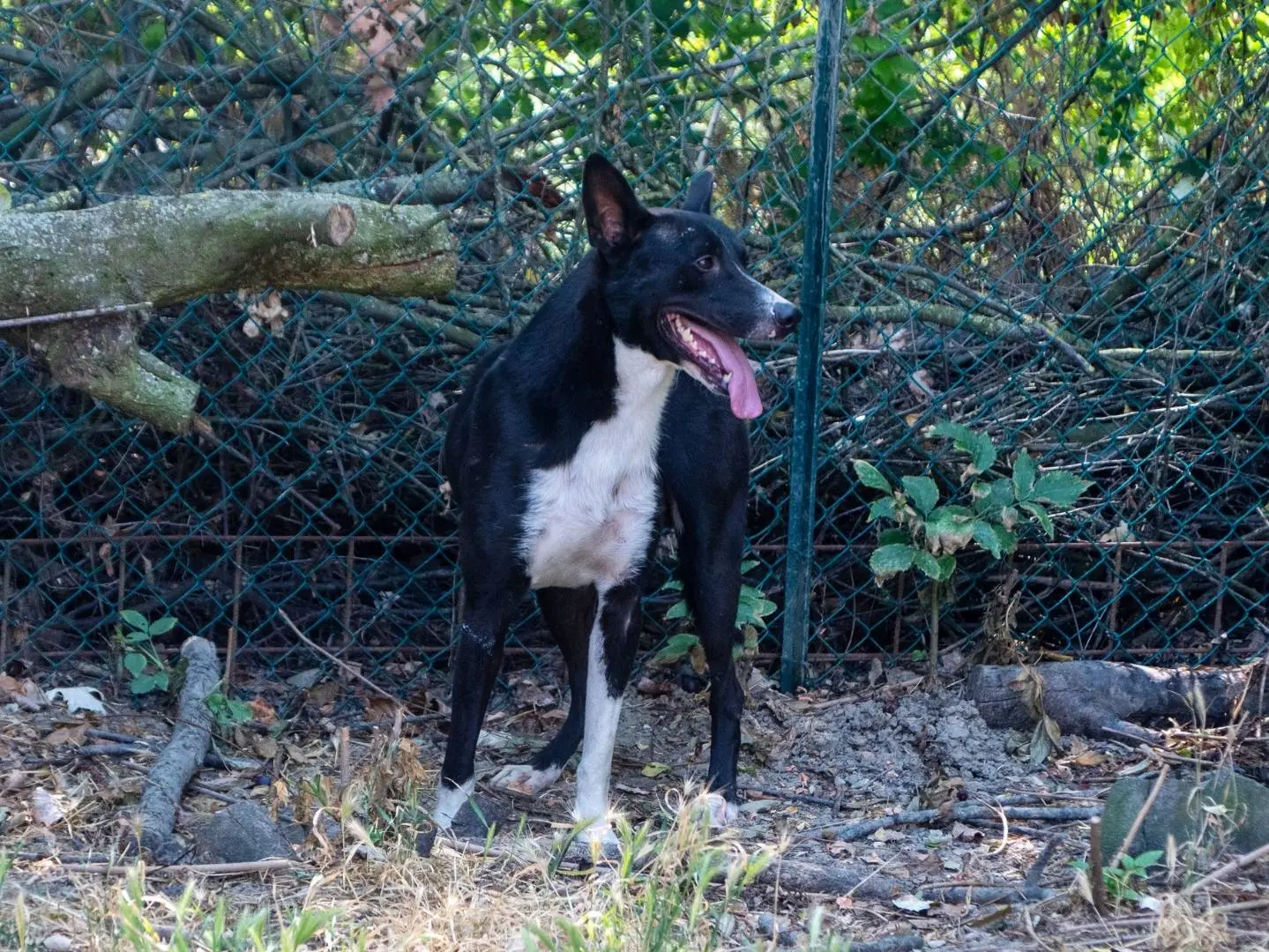 Adotta un cane, maschio, 2 anni e 5 mesi, Bologna