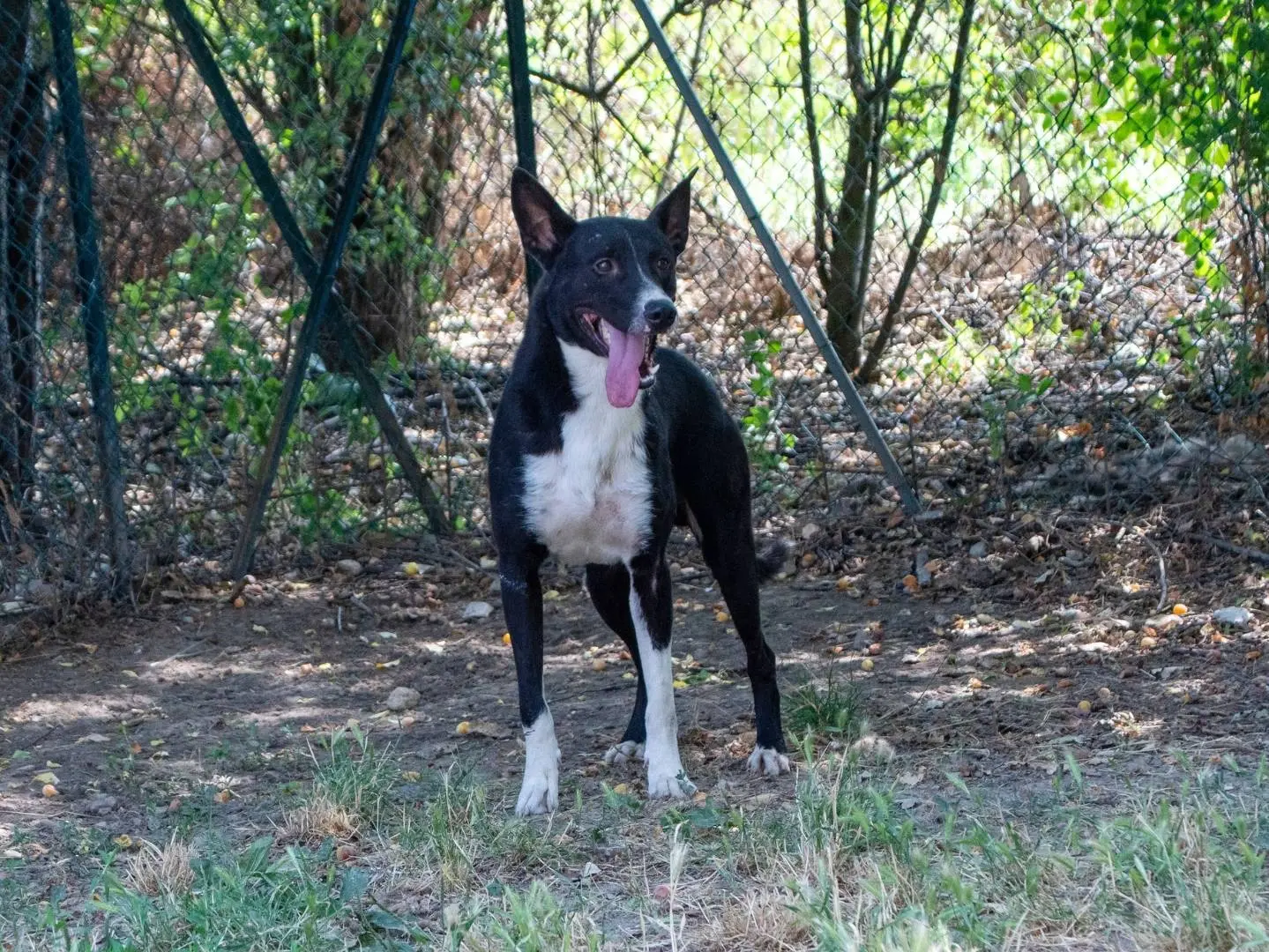 Adozione cane, maschio, Razza sconosciuta Razza sconosciuta, 2 anni e 5 mesi, taglia media, Bologna