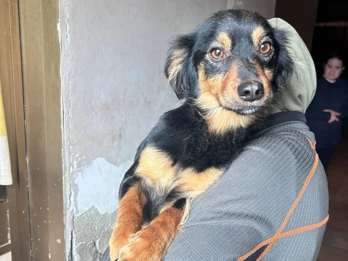 Adotta un cane, maschio, 2 anni e 9 mesi, Caserta