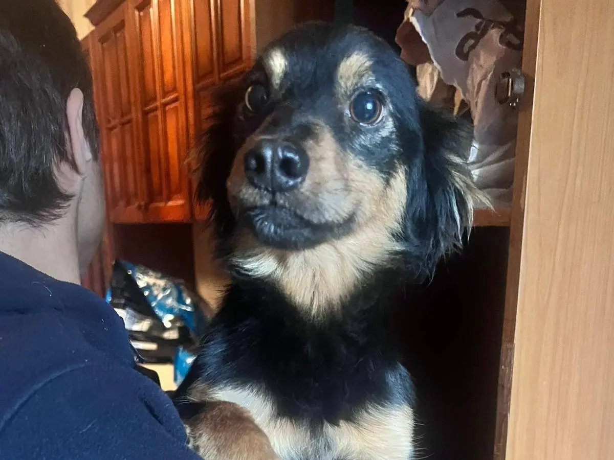 Adozione cane, maschio, Razza sconosciuta Razza sconosciuta, 2 anni e 9 mesi, taglia piccola, Caserta