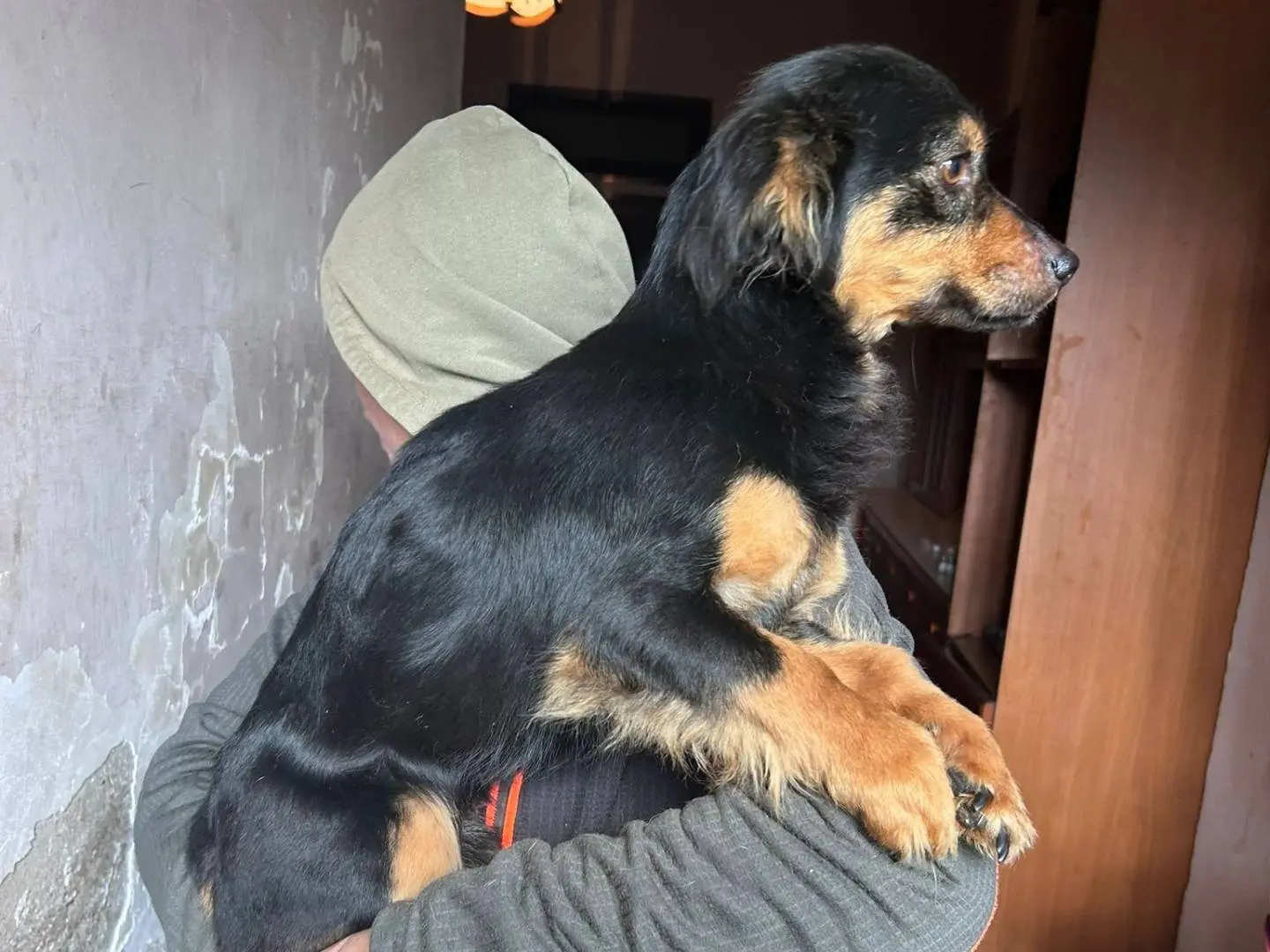 Adotta un cane, taglia piccola, maschio, Caserta