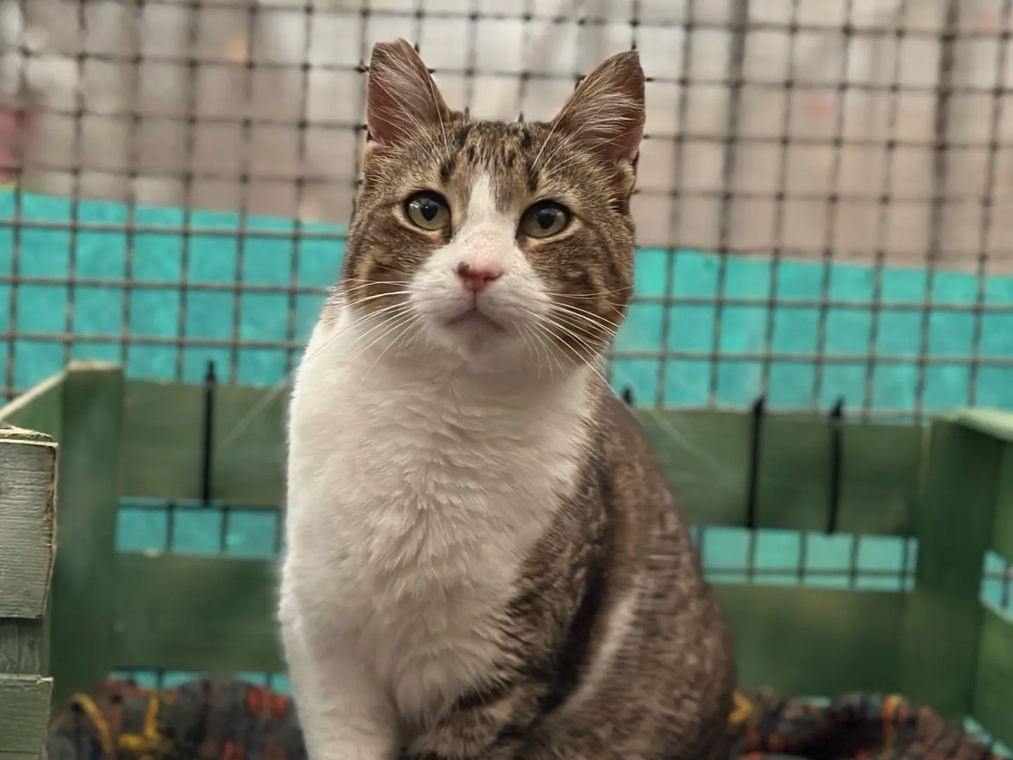Adozione gatto, maschio, meticcio, 8 anni e 3 mesi, taglia non valida, Roma