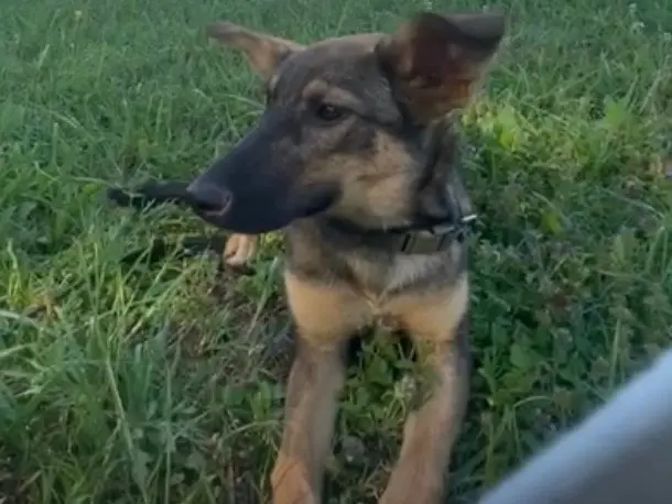 Adotta un cane, taglia media, femmina, Siracusa