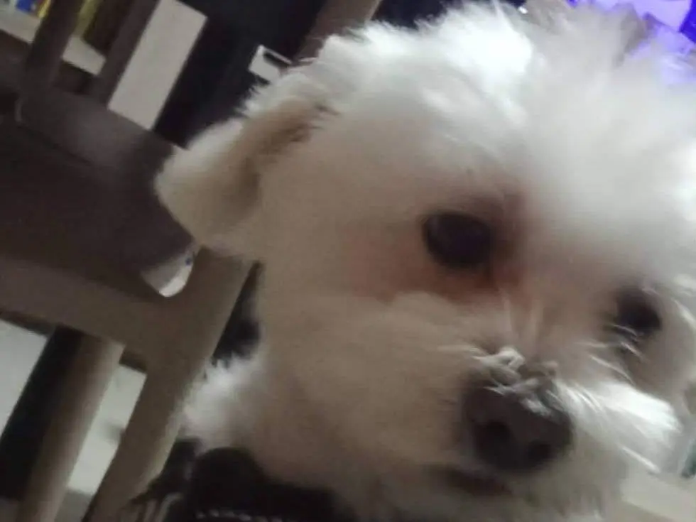 Adotta un cane, maschio, 10 anni e 8 mesi, Potenza