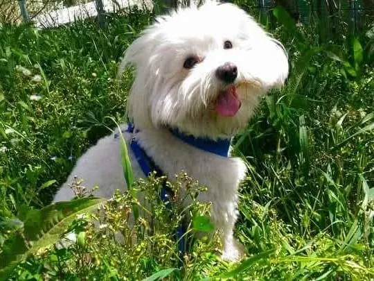Adozione cane, maschio, Maltese Razza sconosciuta, 10 anni e 8 mesi, taglia piccola, Potenza