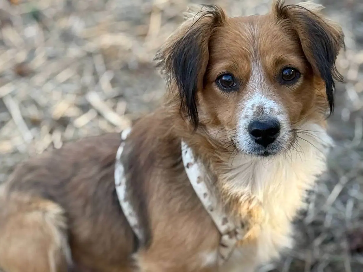 Adotta un cane, maschio, 1 anno e 10 mesi, Firenze