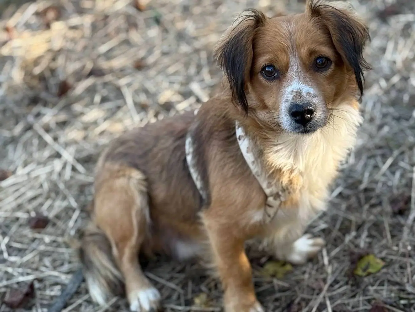 Adotta un cane, taglia piccola, maschio, Firenze