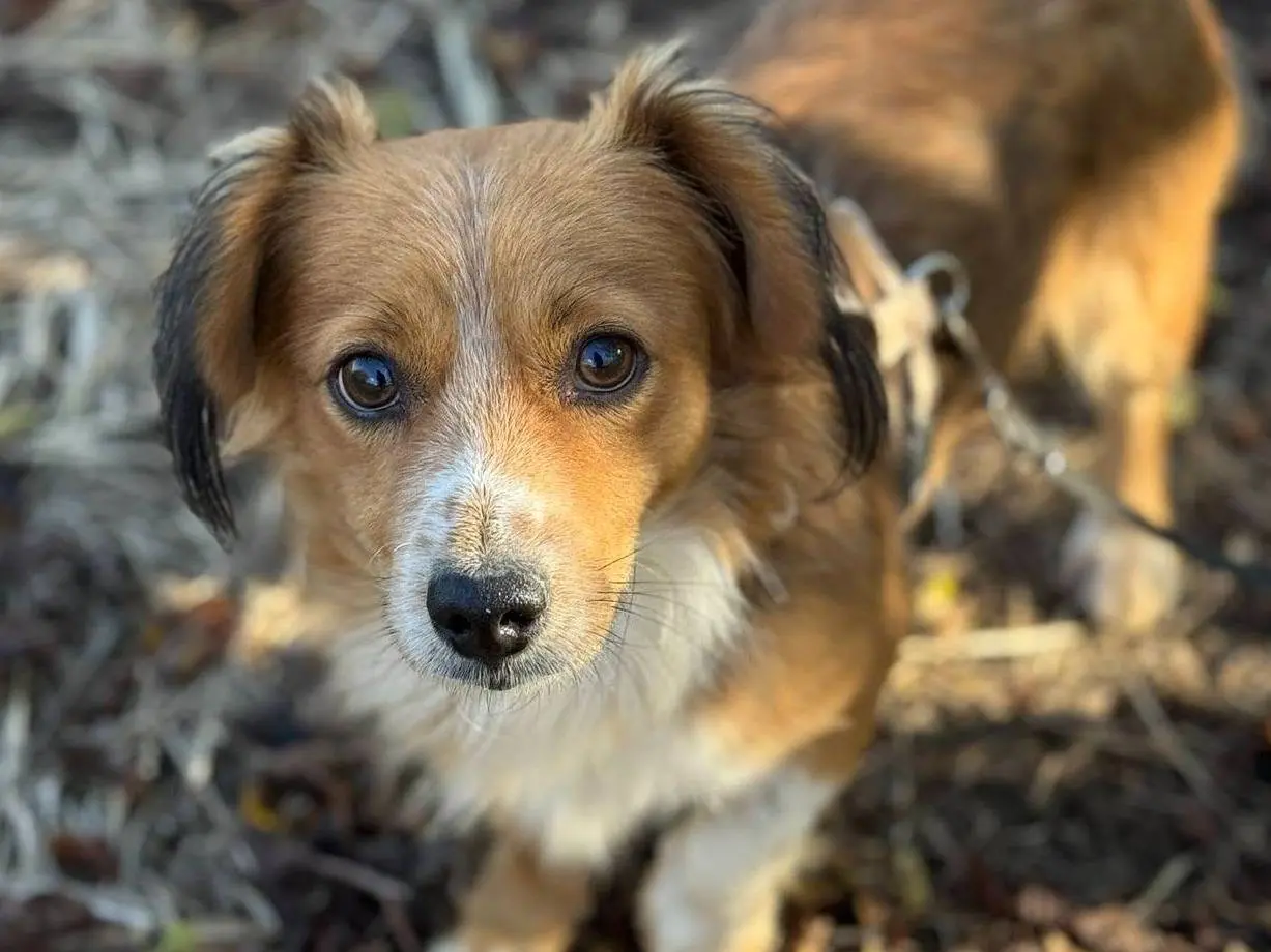 Adozione cane, maschio, Razza sconosciuta Razza sconosciuta, 1 anno e 10 mesi, taglia piccola, Firenze
