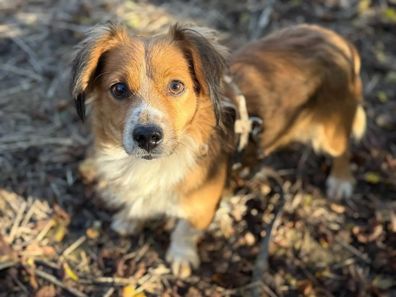 Vuoi adottare un cane a Firenze?