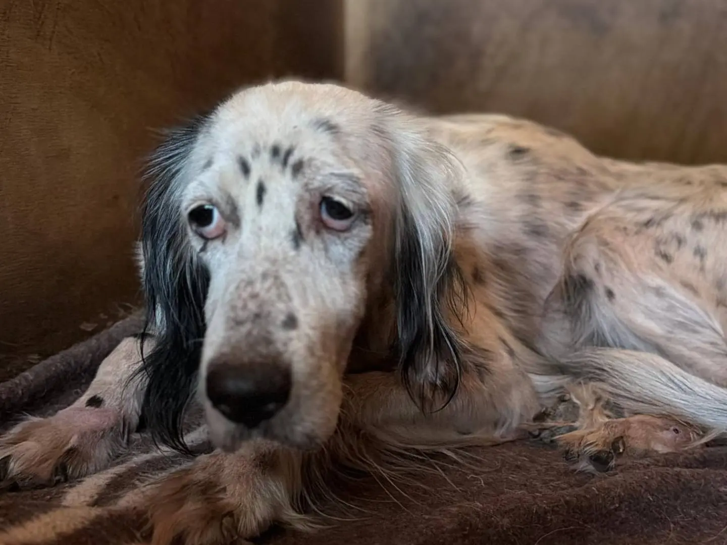 Adotta un cane, femmina, 7 anni e 1 mese, Pisa